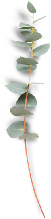 Eucalyptus Leaves Isolated on Transparent Background 